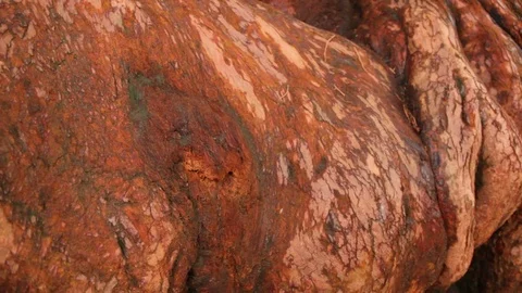 Giant sequoia redwood tree smooth camera move around bark base v4 Stock Footage 118260009