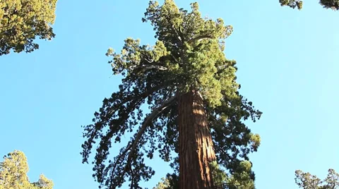 GIANT SEQUOIA TILT-DOWN Stock Footage 28837094