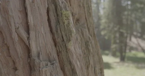 Giant Sequoia Tree Bark Stock Footage 168951888