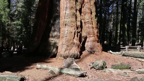 Giant Sequoia Tree Stock Footage 100525106