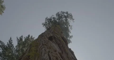 Giant Sequoia Tree Stock Footage 168951909