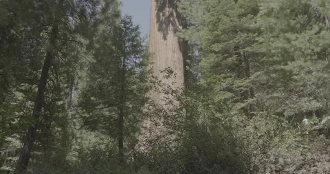 Giant Sequoia Tree Stock-Footage 168952088