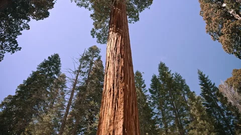 Giant Sequoia Tree in Forest Stock Footage 313484994