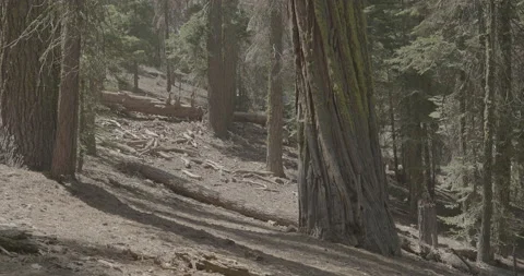 Giant Sequoia Tree Forrest Stock Footage 168952039