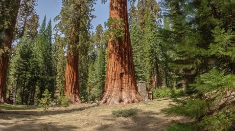 Giant Sequoia Tree Hyperlapse Timelapse Yosemite National Park California Stock Footage 50029882