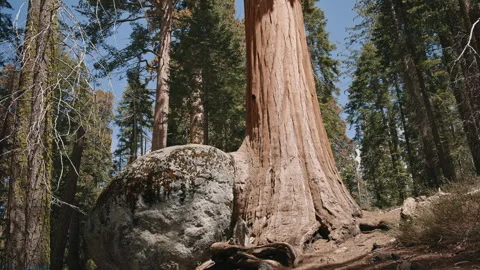 Giant Sequoia Tree with Large Rock in Forest Stock Footage 314895923