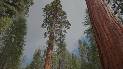 Giant sequoia tree low angle in Yosemite forest Video stock 347984576