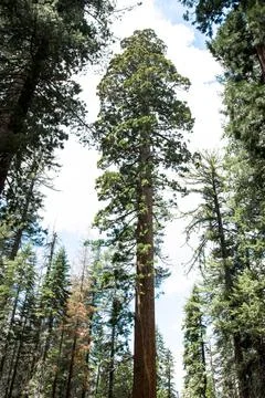 Giant sequoia tree in the middle of a forest Stock Photos