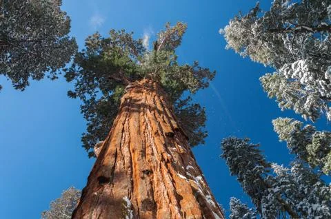 Giant Sequoia tree Stock Photos