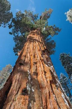 Giant Sequoia tree Stock Photos
