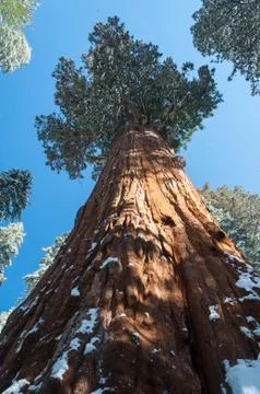 Giant Sequoia tree Stock Photos