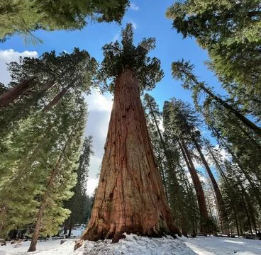 Giant sequoia Tree Stock-Fotos