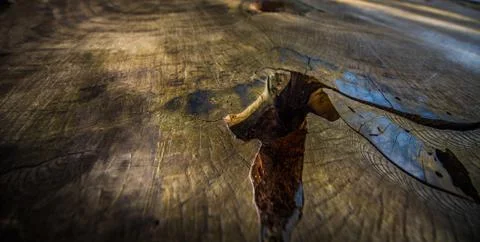 Giant Sequoia Tree Rings Stock Photos