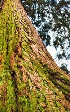 Giant Sequoia Tree Trunk Covered in Moss with Branches Reaching Towards Sky Stock Photos