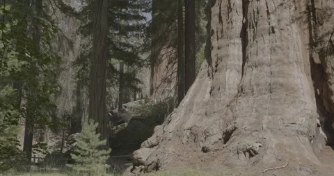 Giant Sequoia Tree Trunk Video stock 168952174