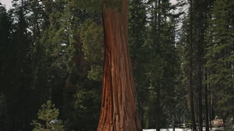 Giant Sequoia Tree Trunk Sequoia National Park Winter Stock Footage 314897032