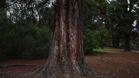 Giant sequoia tree trunk standing in a tranquil forest Stockbeeldmateriaal 336521631