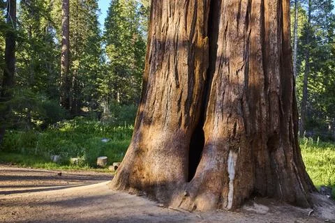 Giant Sequoia Tree Trunk Sunlit Forest Floor Trail of 100 Giants Wilderness Stock Photos