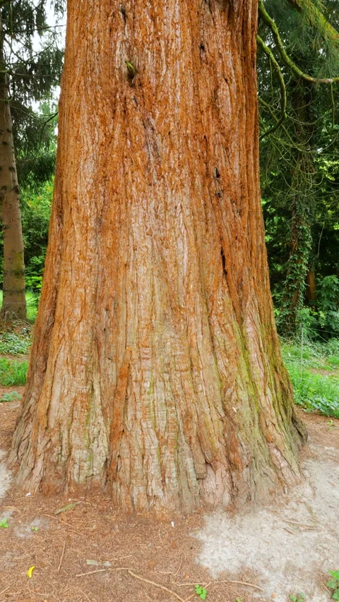 Giant sequoia tree trunk viewed from below with green branches spreading out.  Stock Footage 340860989