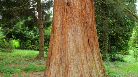 Giant sequoia tree trunk viewed from below with green branches spreading out.  Stock Footage 340861034
