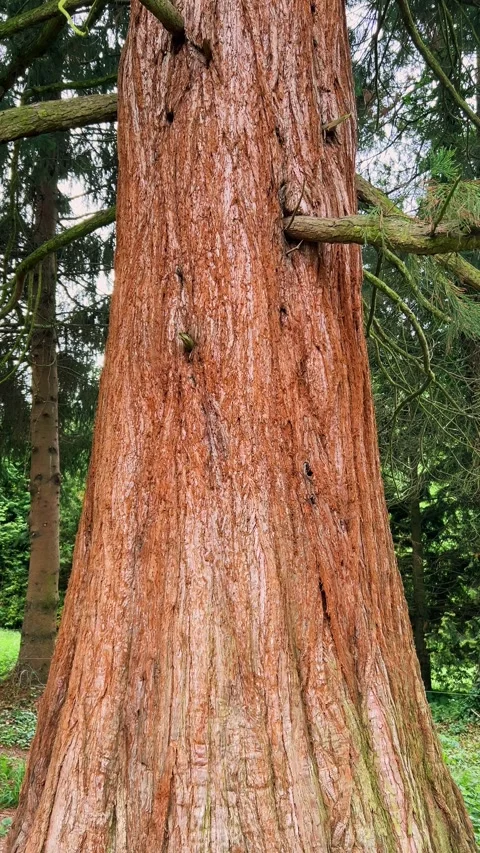 Giant sequoia tree trunk viewed from below with green branches spreading out. Stock Footage 344175293