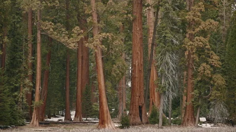 Giant Sequoia Tree Trunks with Snow California Winter Stock Footage 314894537