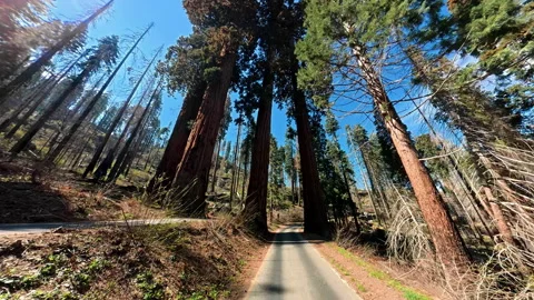 Giant sequoia trees beside a forest road in Sequoia National Park California 库存影片 340408639