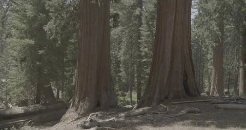 Giant Sequoia Trees (Bottom) Stock Footage 168952070