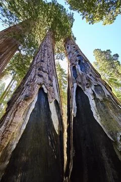 Giant Sequoia Trees Charred Trunks and Sunlit Canopy Forest Perspective Stock Photos