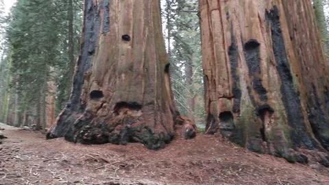 Giant Sequoia Trees Stock Footage 100525102