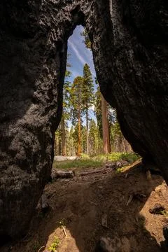 Giant Sequoia Trees Framed In The Fire Damaged Trunk Of Another Sequoia 库存照片