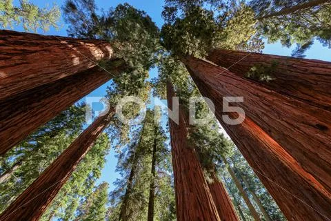 Giant sequoia trees in Sequoia National Park Stock Photos