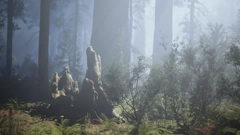 Giant Sequoia Trees at summertime in Sequoia National Park Stock Footage 233914056