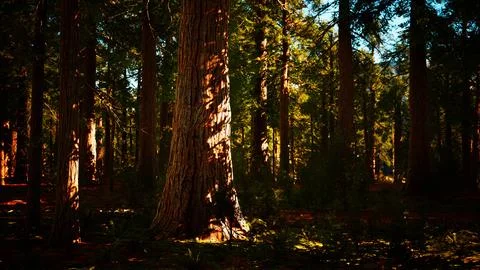 Giant sequoia trees towering above the ground in Sequoia National Park Ilustração Stock