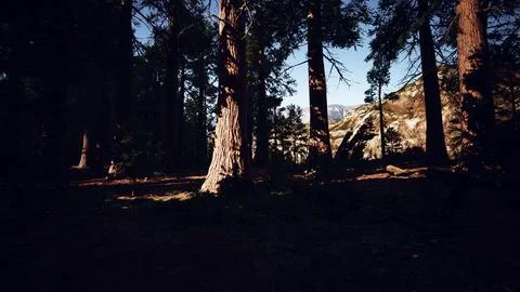 Giant sequoia trees towering above the ground in Sequoia National Park Ilustração Stock