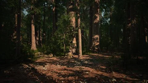 Giant sequoia trees towering above the ground in Sequoia National Park Ilustração Stock