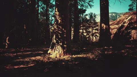 Giant sequoia trees towering above the ground in Sequoia National Park Ilustração Stock