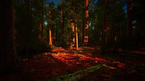Giant sequoia trees towering above the ground in Sequoia National Park Ilustração Stock