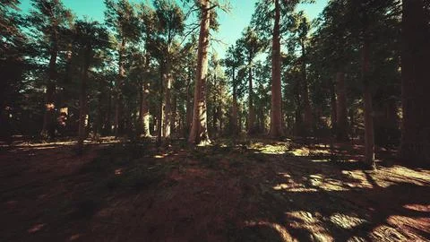 Giant sequoia trees towering above the ground in Sequoia National Park Ilustração Stock