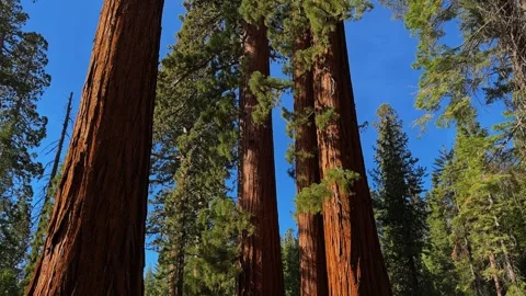 Giant Sequoia Trees Towering in Sierra Nevada Forest California Stock Footage 345511360