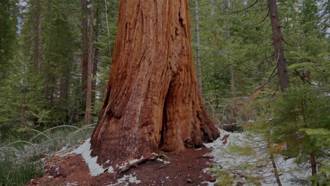 Giant sequoia trunk base with fire scar in Yosemite Stock-Footage 347985147