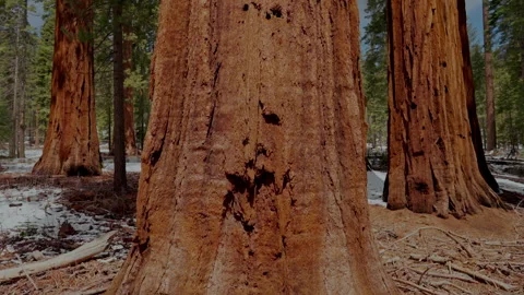 Giant sequoia trunk base with snow in Yosemite grove Stock-Footage 347984828