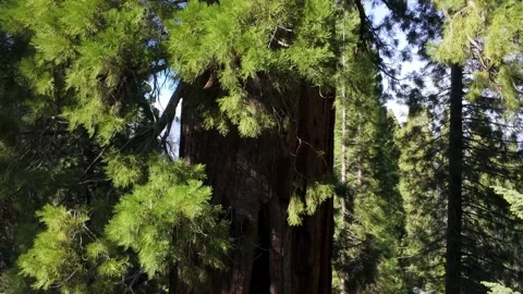 Giant Sequoia Trunk Close-Up Revealing Massive Bark and Forest Interior Stock Footage 337257214