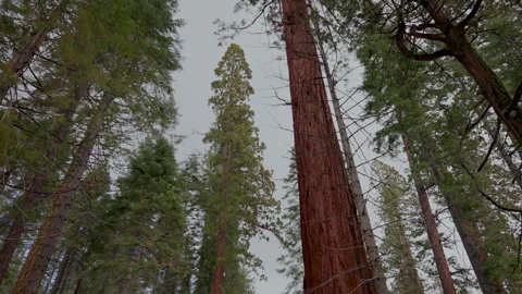 Giant sequoia trunk looking up into canopy in Yosemite Stock-Footage 347985001