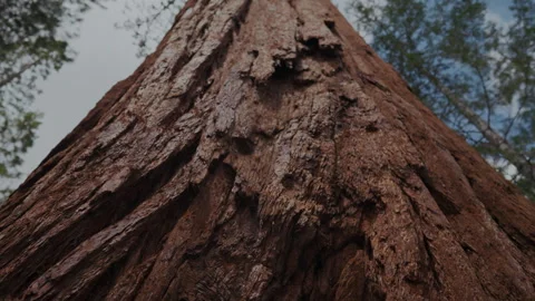 Giant sequoia trunk looking up to sky in Yosemite Stock-Footage 347985210
