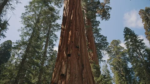 Giant Sequoia Trunk Upward View Sequoia National Park Stock Footage 313594827