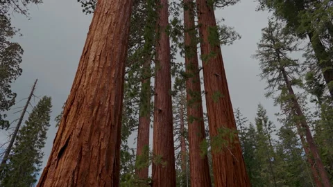 Giant sequoia trunks low angle under grey sky in Yosemite Stock-Footage 347985438