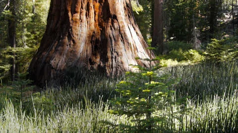 Giant sequoia yosemite Stock Footage 25850825
