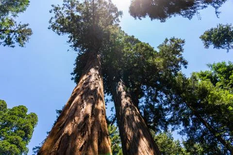 Giant Sequoias Stock Photos