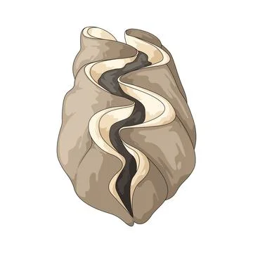 Giant shell illustration Stock Illustration
